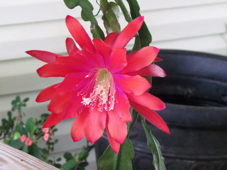 hình ảnh đóa hoa quỳnh đỏ