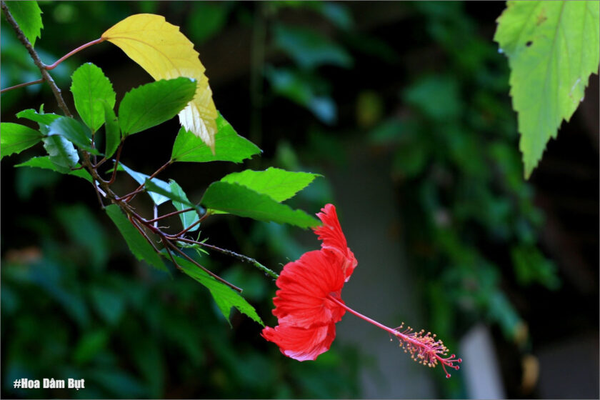 hình ảnh hoa dâm bụt đẹp