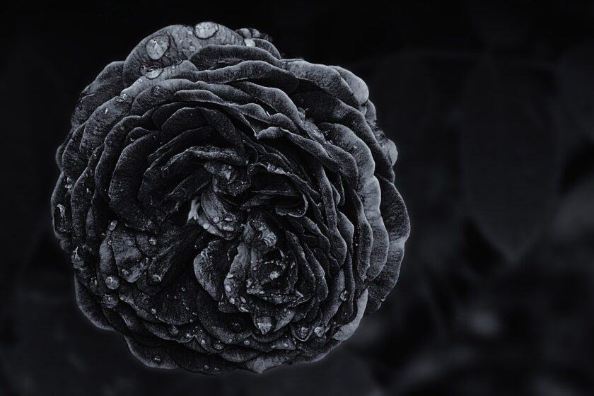 Hình ảnh ý nghĩa hoa hồng đen  loài hoa mang vẻ đẹp huyền bí