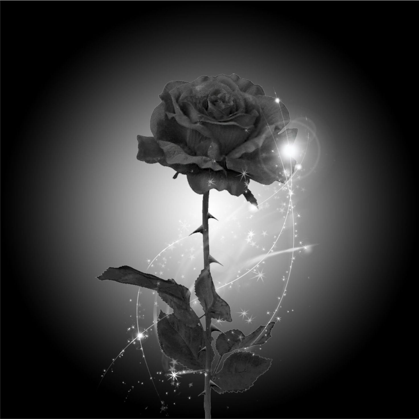 Hình ảnh, ý nghĩa hoa hồng đen - loài hoa mang vẻ đẹp huyền bí