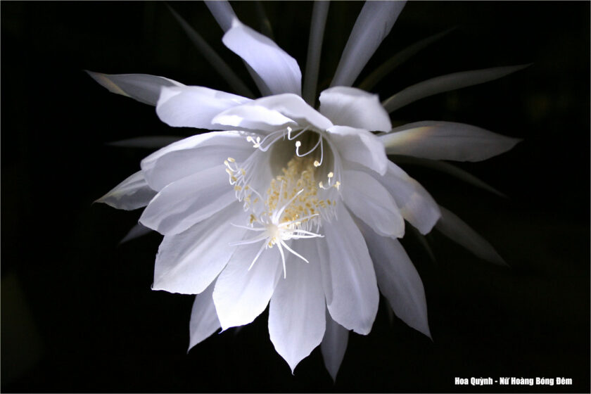 hình ảnh hoa quỳnh