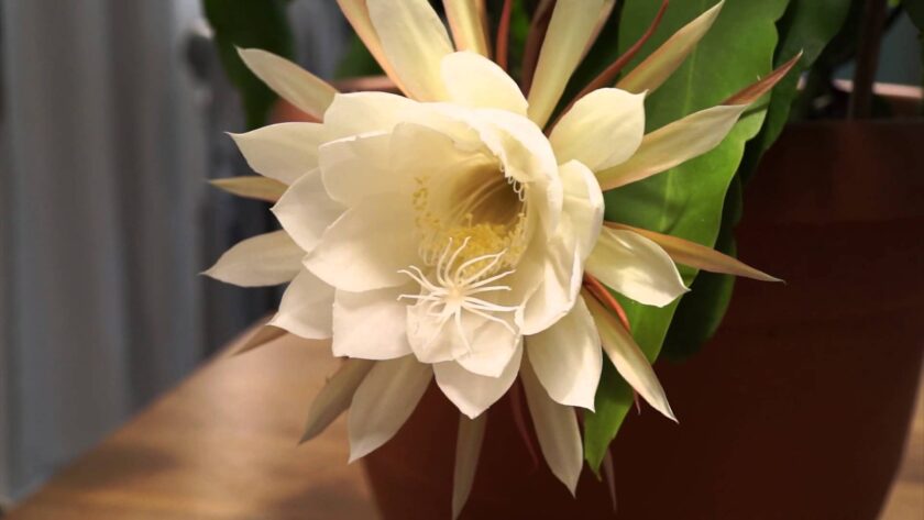 hình ảnh hoa quỳnh trắng tuyệt đẹp