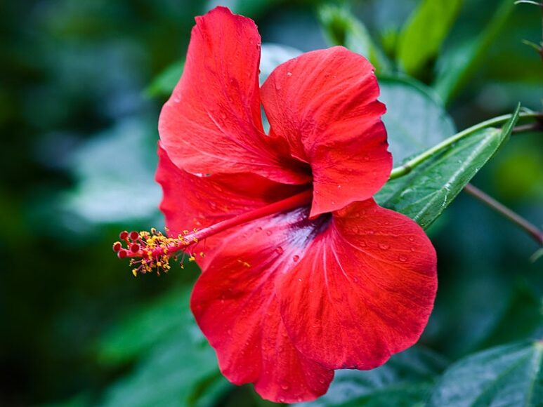 Hình ảnh hoa râm bụt đỏ buổi sớm