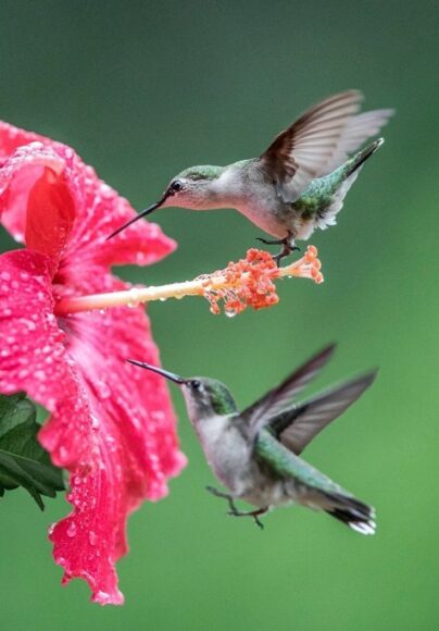 Hình ảnh hoa râm bụt và chú chim