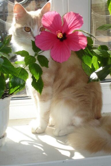 Hình ảnh hoa râm bụt và mèo con