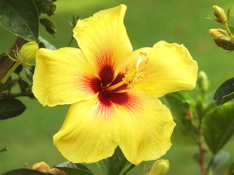 Hình ảnh hoa râm bụt vàng