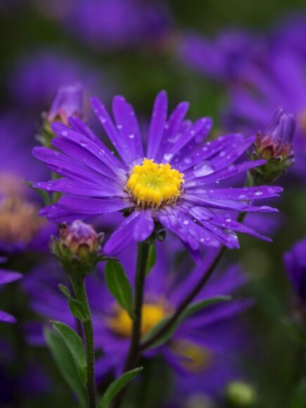 Hình ảnh hoa thạch thảo buồn