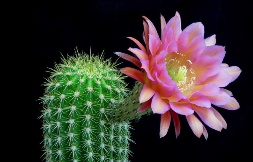 Hình ảnh hoa xương rồng