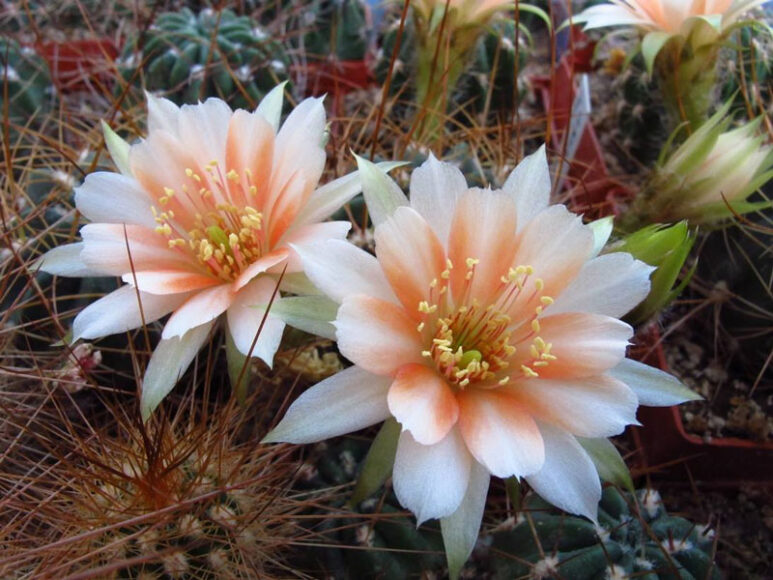 Hình ảnh hoa xương rồng đẹp