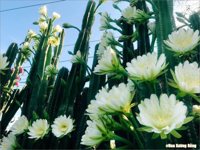 hình ảnh hoa xương rồng tuyệt đẹp
