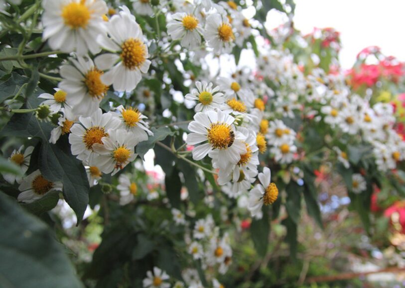 hình ảnh hoa xuyến chi bung cánh