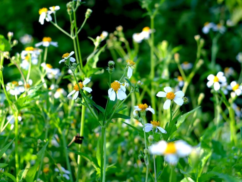 hình ảnh hoa xuyến chi đẹp tinh khôi trong nắng