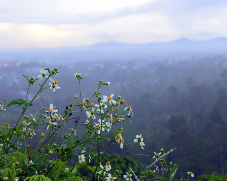 hình ảnh hoa xuyến chi trên đồi