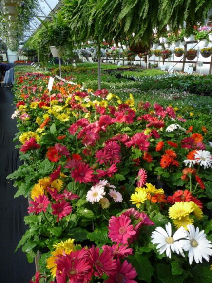 hình ảnh luống hoa cúc đồng tiền nhiều màu sắc tuyệt đẹp