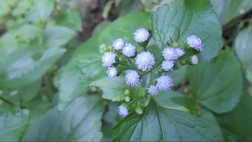 hình ảnh nụ hoa xuyến chi