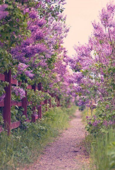 hình ảnh vườn hoa tử đinh hương tuyệt đẹp
