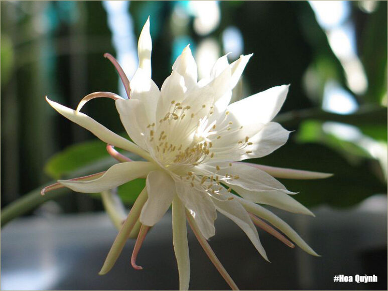 Hình ảnh ý nghĩa hoa quỳnh