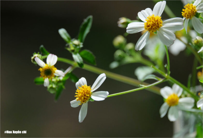 hình ảnh ý nghĩa hoa xuyến chi