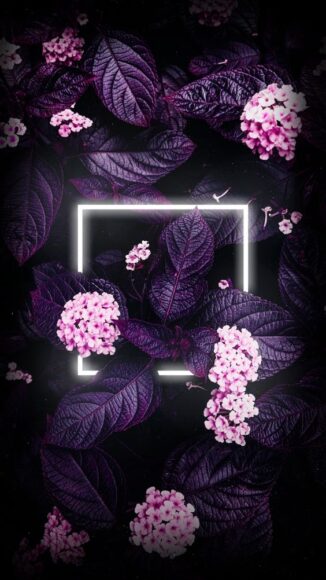 hình nền hoa cẩm tú cầu màu tím đẹp cho smartphone