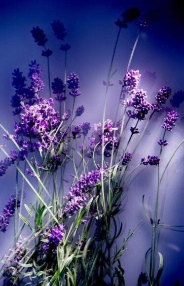 hình nền hoa lavender màu tím thủy chung