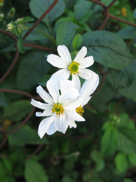 hình nền hoa xuyến chi trắng cho điện thoại