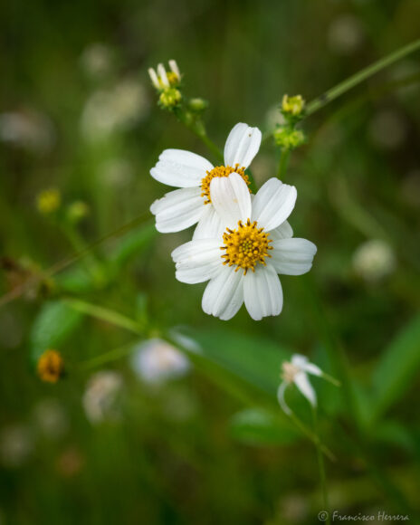 hình nền hoa xuyến chi trắng đẹp