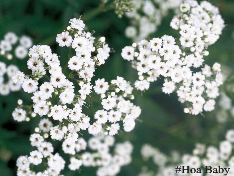 Hoa Baby