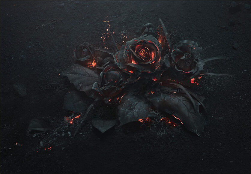 Ý nghĩa của hoa hồng đen