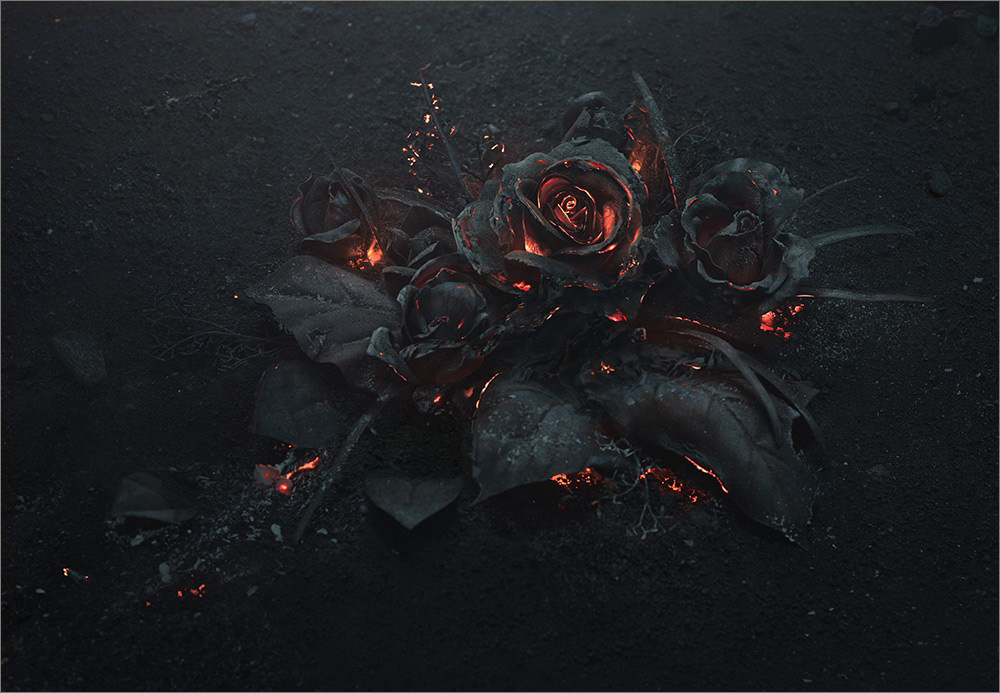 Hình ảnh, ý nghĩa hoa hồng đen - loài hoa mang vẻ đẹp huyền bí