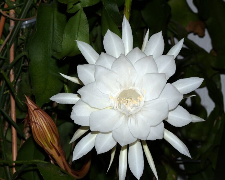 hoa quỳnh có màu trắng