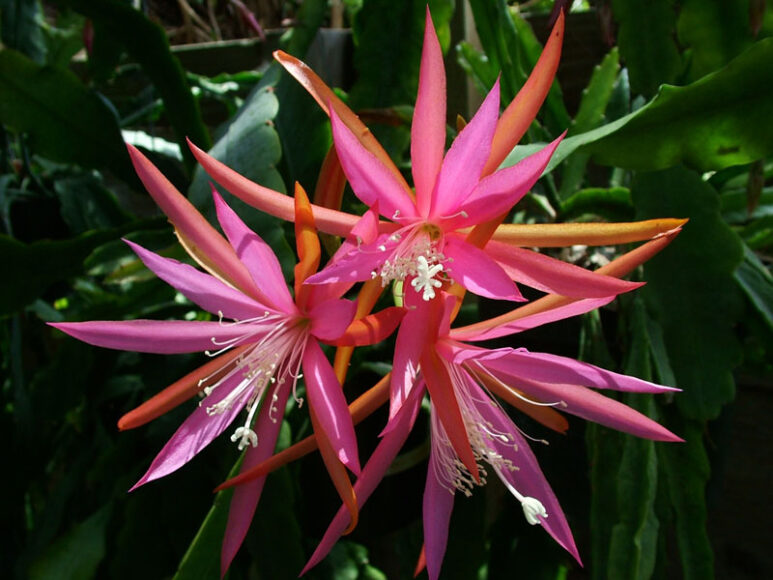 hoa quỳnh đỏ thanh mảnh xinh đẹp