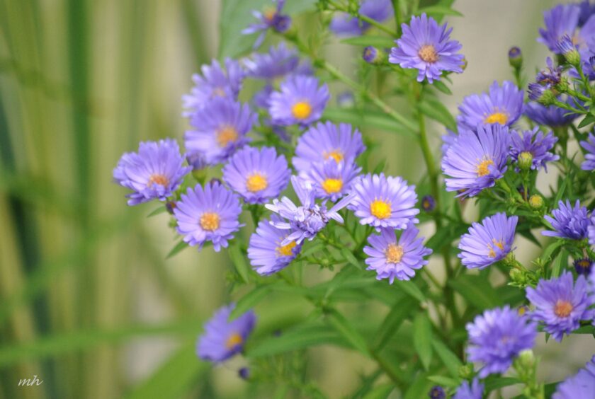 Hoa thạch thảo xanh