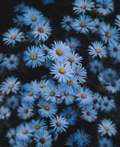 Hoa thạch thảo xanh cô đơn