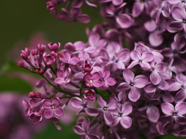 Hoa tử đinh hương