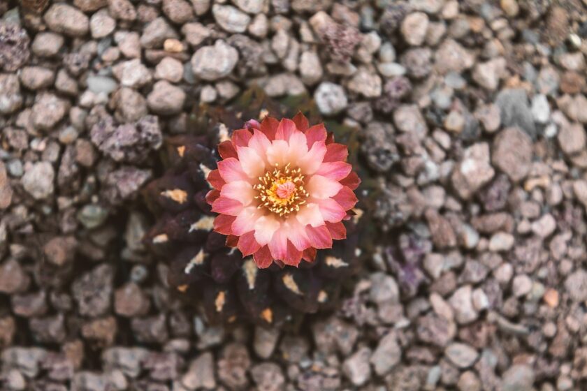 Hoa xương rồng kiên cường