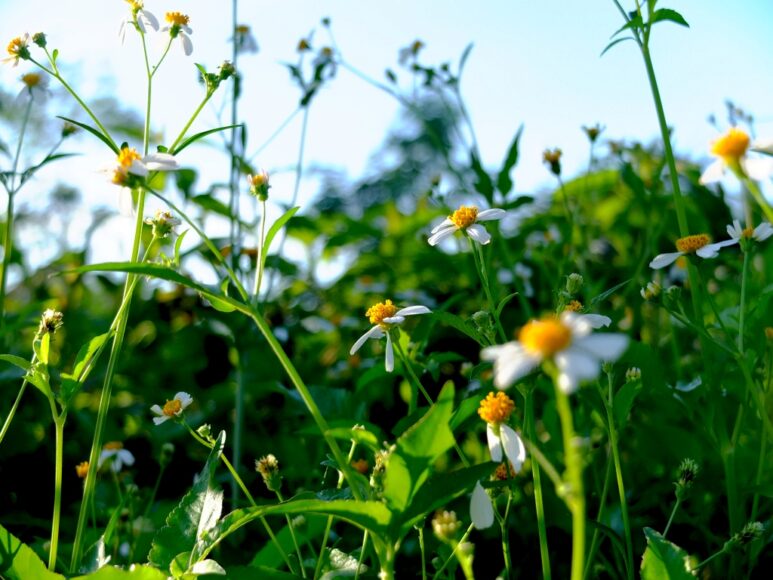 hoa xuyến chi mỏng manh đầy mạnh mẽ