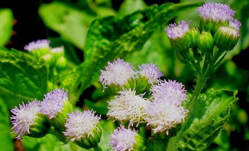 nụ hoa xuyến chi tím