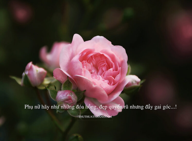 Stt về hoa hồng hay ý nghĩa