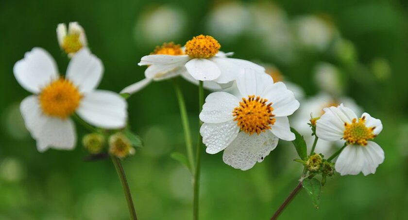 tổng hợp hình ảnh hoa xuyến chi