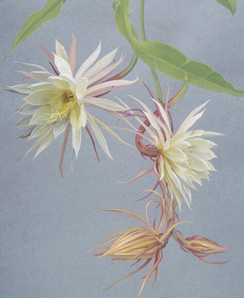 tranh vẽ hoa quỳnh đẹp