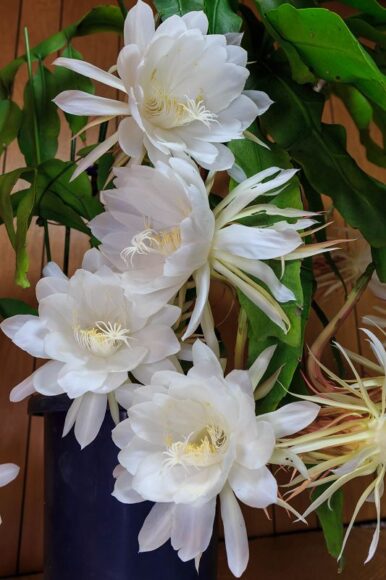 vẻ đẹp của hoa quỳnh