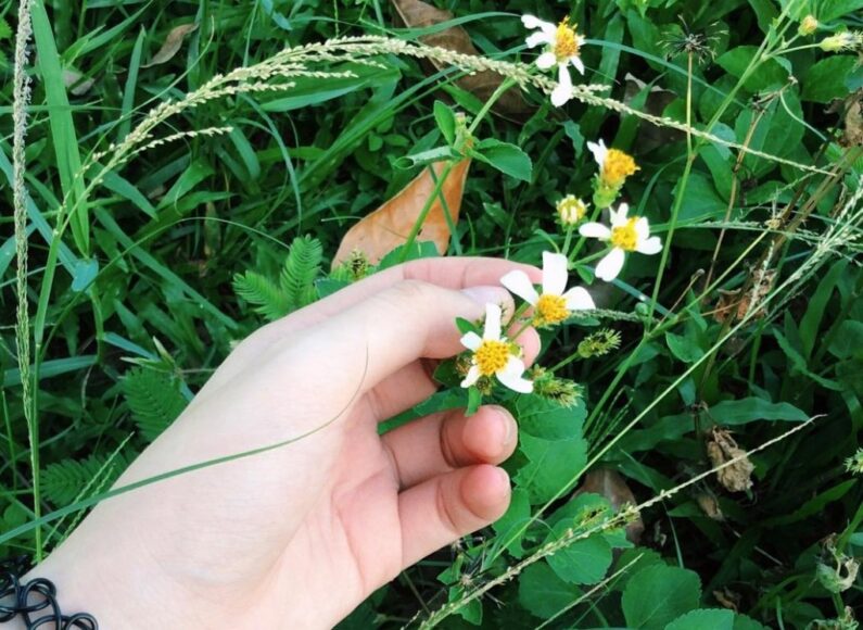 vẻ đẹp của hoa xuyến chi