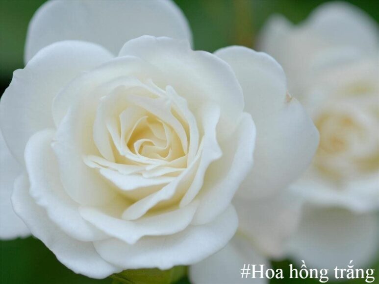 Ý nghĩa, hình ảnh đẹp về hoa hồng trắng