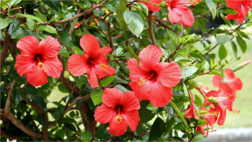 ý nghĩa hoa dâm bụt