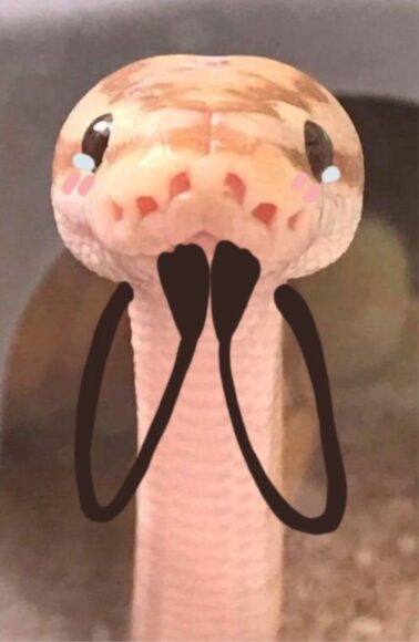 ảnh avatar hài về con rắn