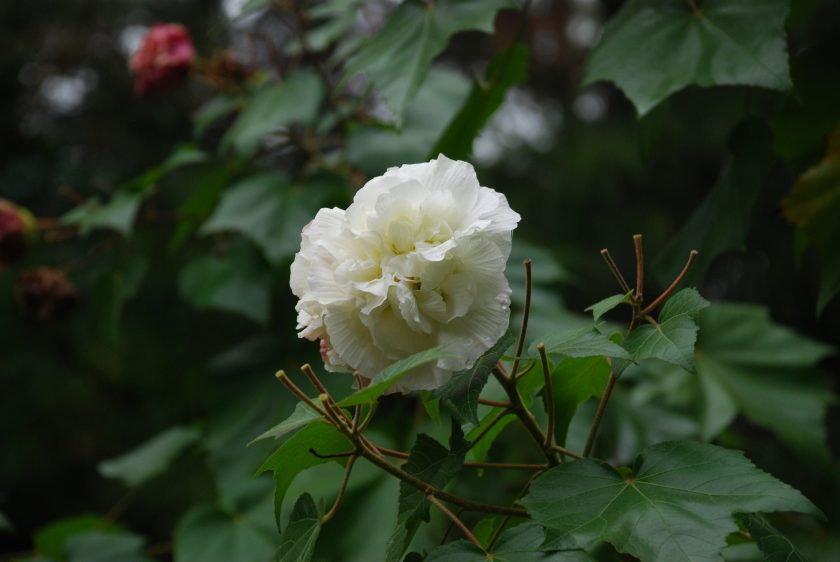 Ảnh bông phù dung trắng