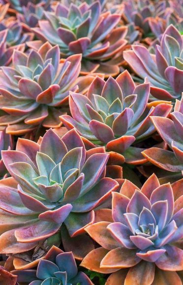 ảnh cây cảnh đẹp - sen đá với rìa lá nhuộm đỏ đẹp mắt