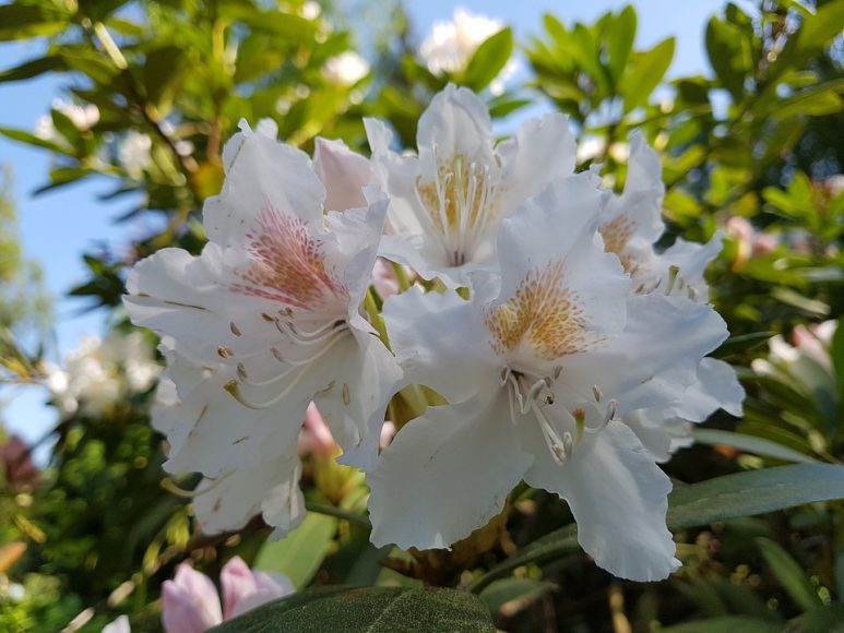 Ảnh chùm hoa đỗ quyên trắng