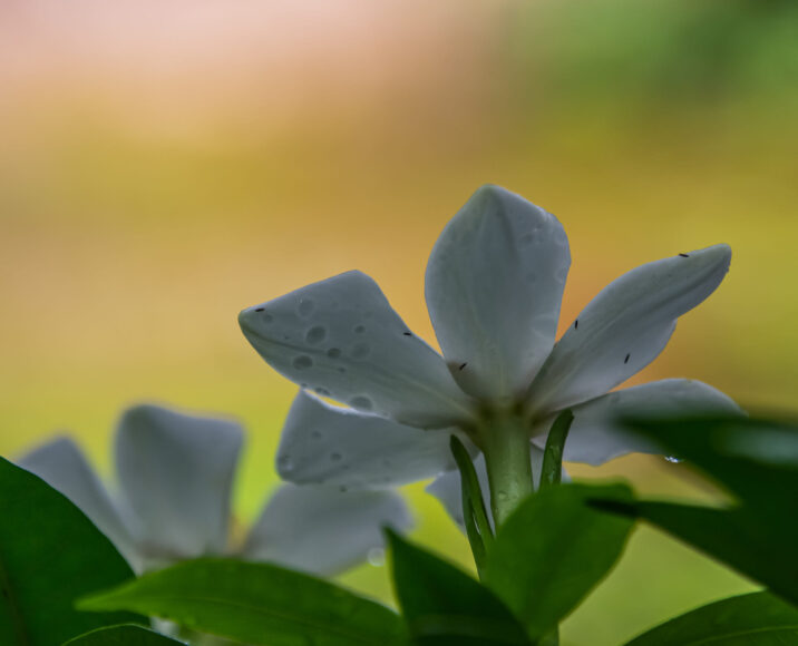 ảnh chụp phía sau bông hoa dành dành