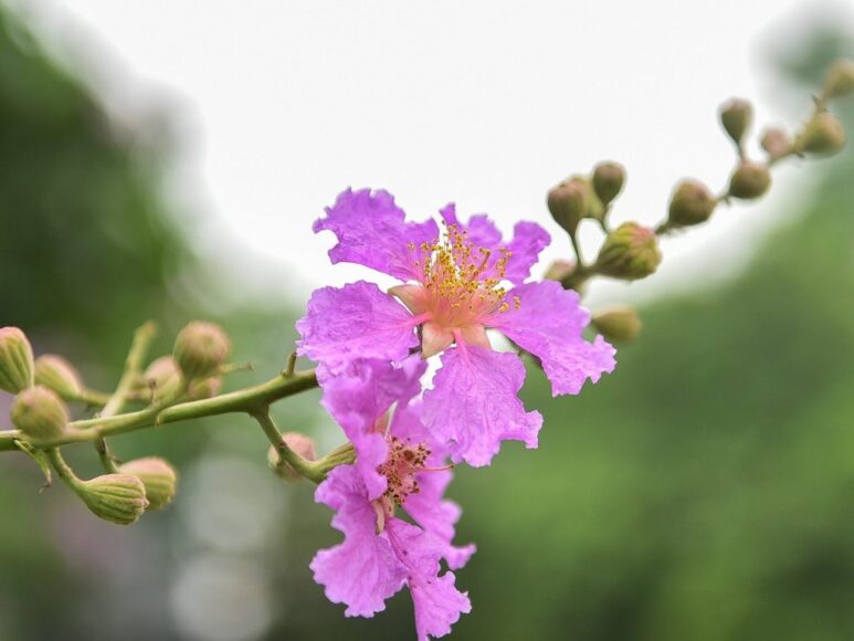 Ảnh đẹp hoa bằng lăng